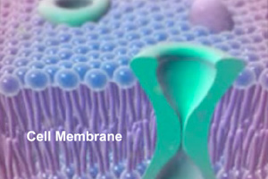 Anatomy of a Cell